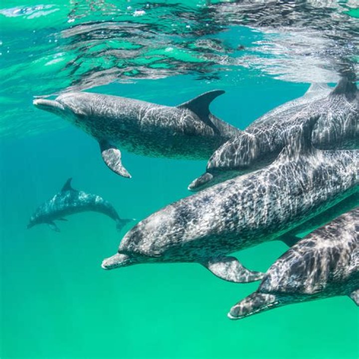 Explore The Aquatic Charisma Of Dolphin Suarez