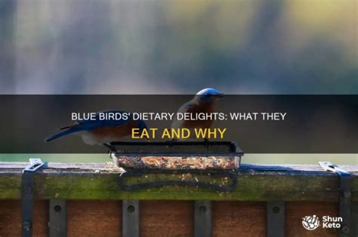 What They Eat And Why